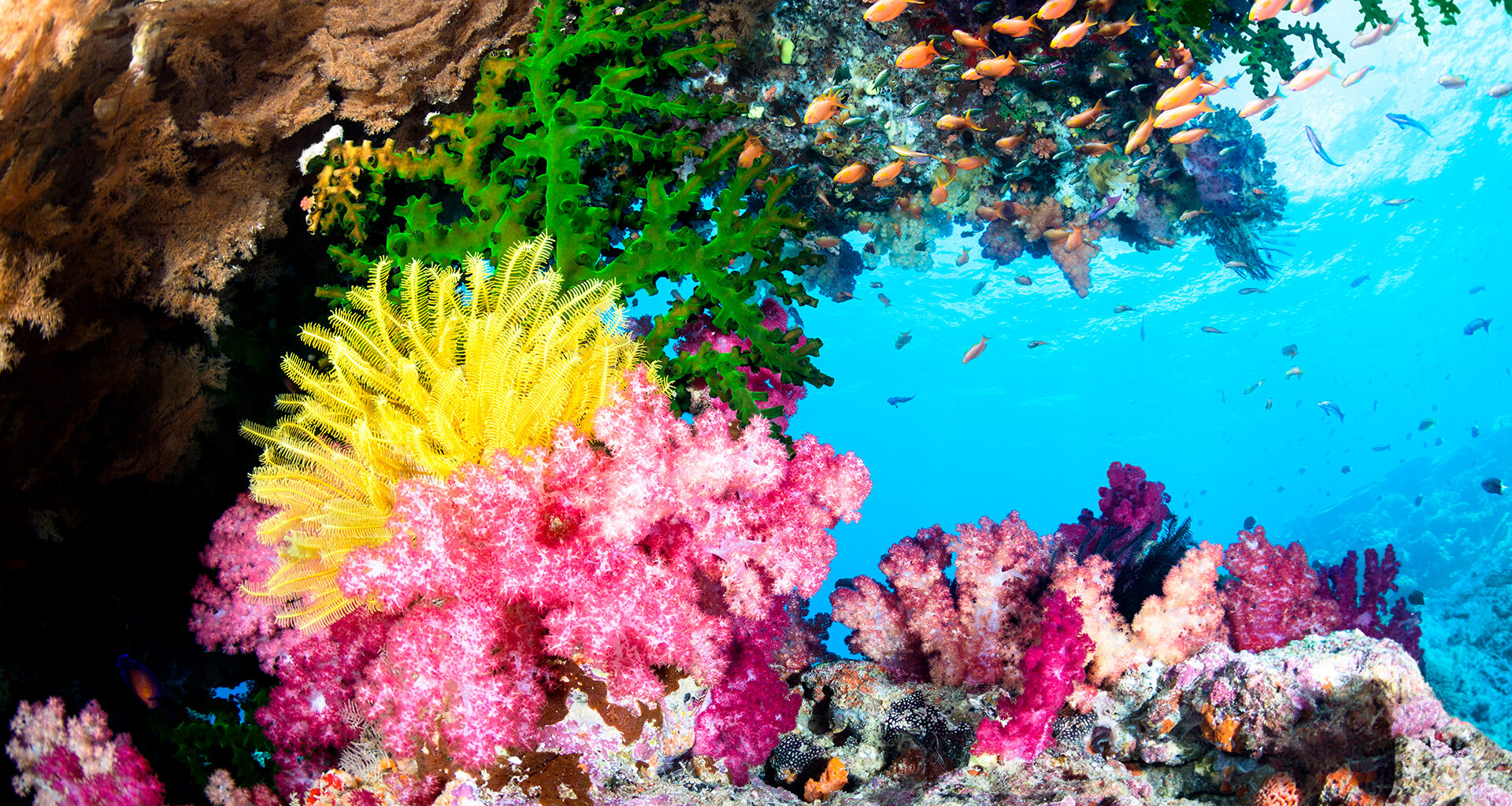 Coral Reefs in Crisis: Urgent Actions Needed to Save Earth's Underwater ...