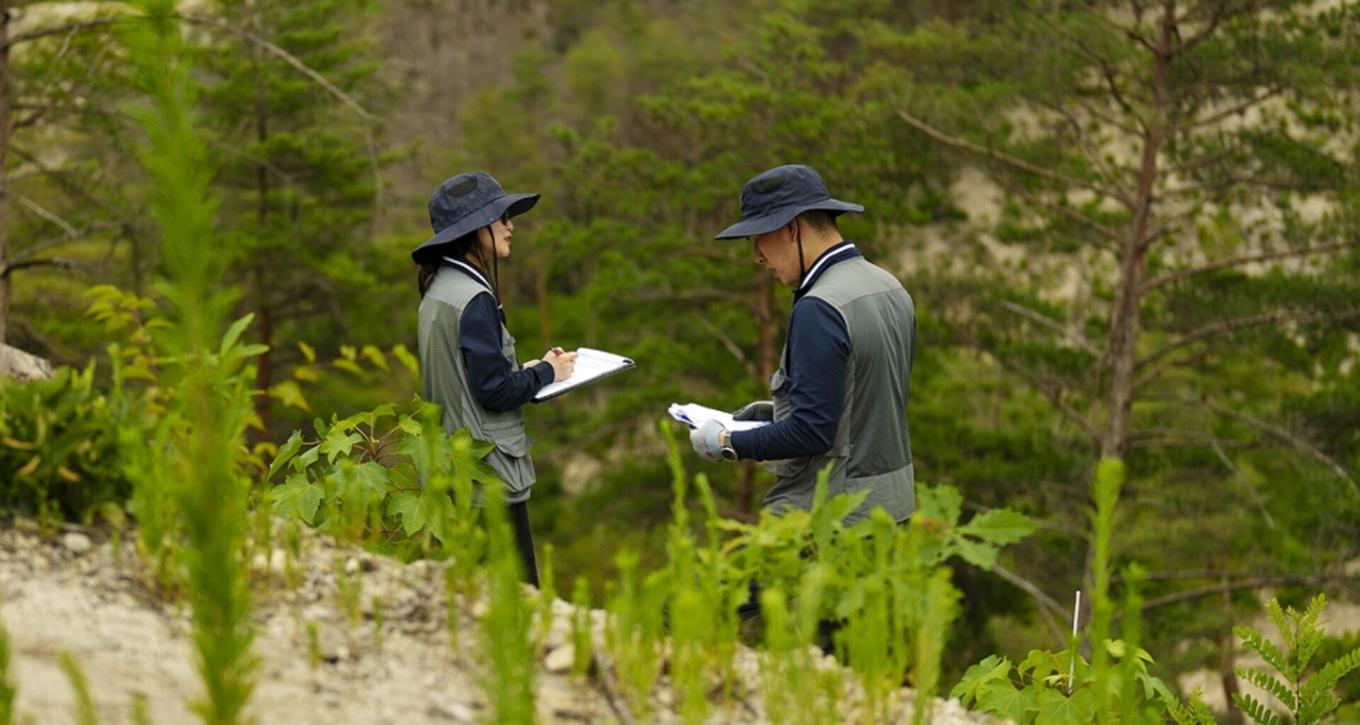South Korea Is Treating Forest Recovery as Climate Infrastructure