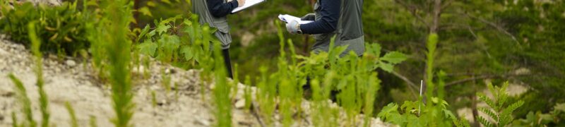 South Korea Is Treating Forest Recovery as Climate Infrastructure