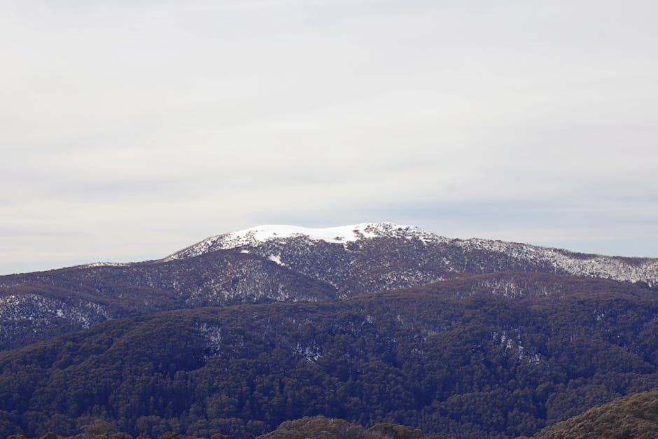 Australia Clasifica los Bosques de Eucalipto Alpino de la Tierra Firme como En Peligro Ante Amenazas Climáticas en Aumento