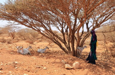 Somali Kuraklığı Yeniden Bir Açlık Acil Durumuna Sürüklüyor