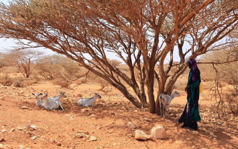 Somali Kuraklığı Yeniden Bir Açlık Acil Durumuna Sürüklüyor