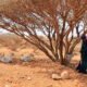La sequía en Somalia vuelve a deslizarse hacia una emergencia alimentaria
