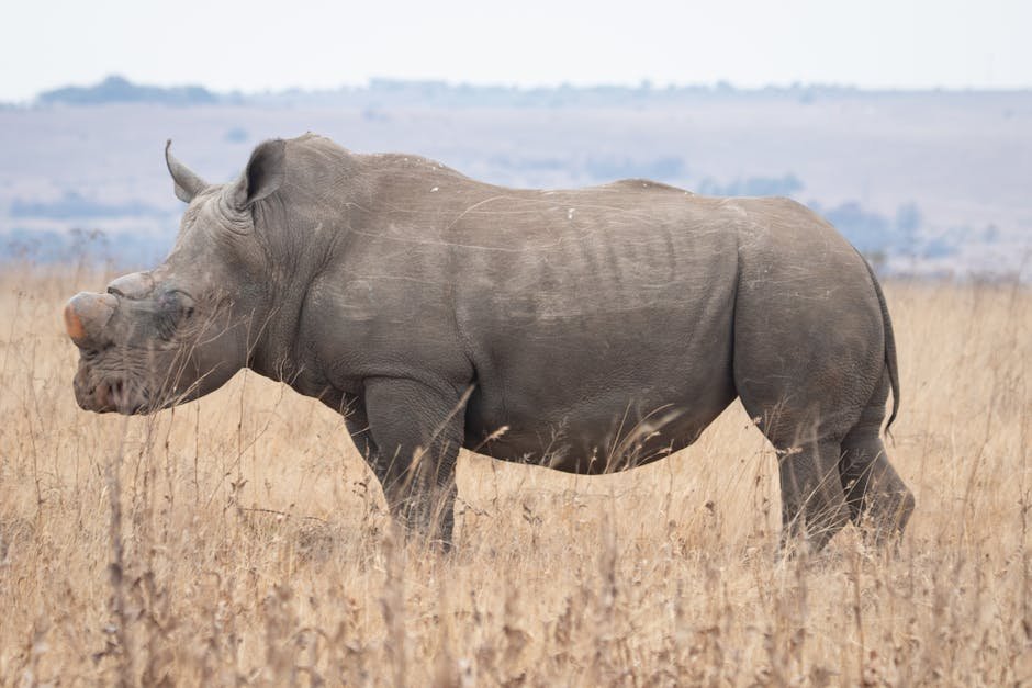 İddia Edilen Gergedan Avcılığı Lideri Kruger Ulusal Parkı Yakınında Öldürüldü