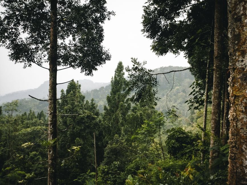Taiwán Confirma Su Árbol Más Alto Gracias a Científicos Ciudadanos y Trabajo de Campo en Vacaciones