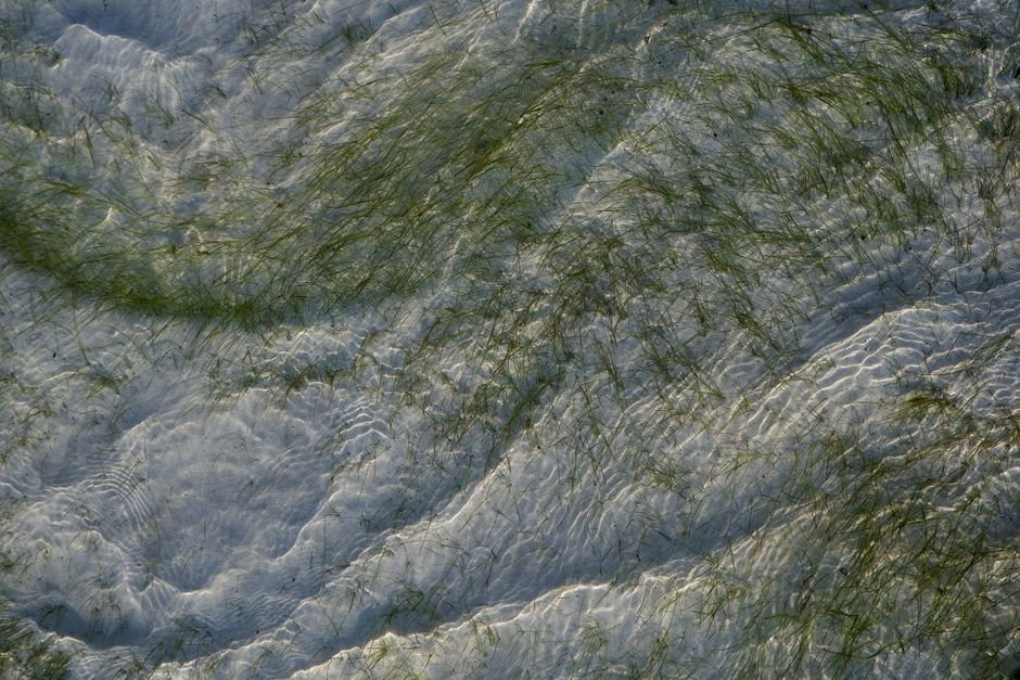 El mapeo de IA revela puntos críticos de pastos marinos a nivel global y destaca las lagunas en la protección oceánica