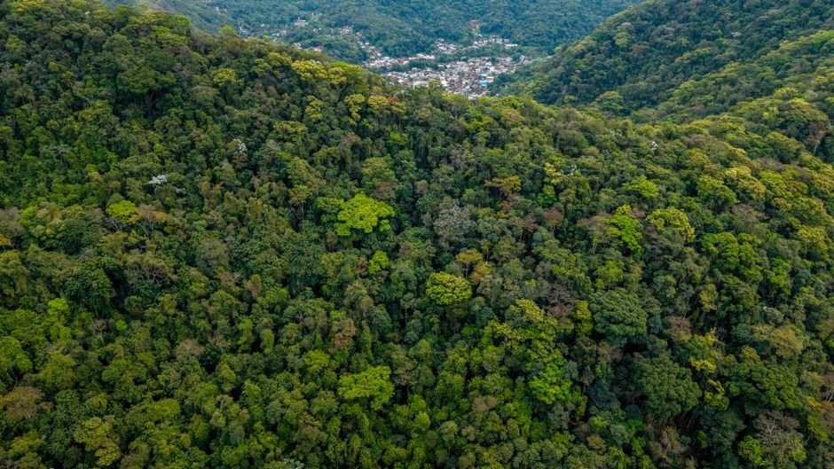 El Fondo de Bosques Tropicales de Brasil Enfrenta Incertidumbre Tras el Retraso del Reino Unido en su Compromiso de $150 Millones