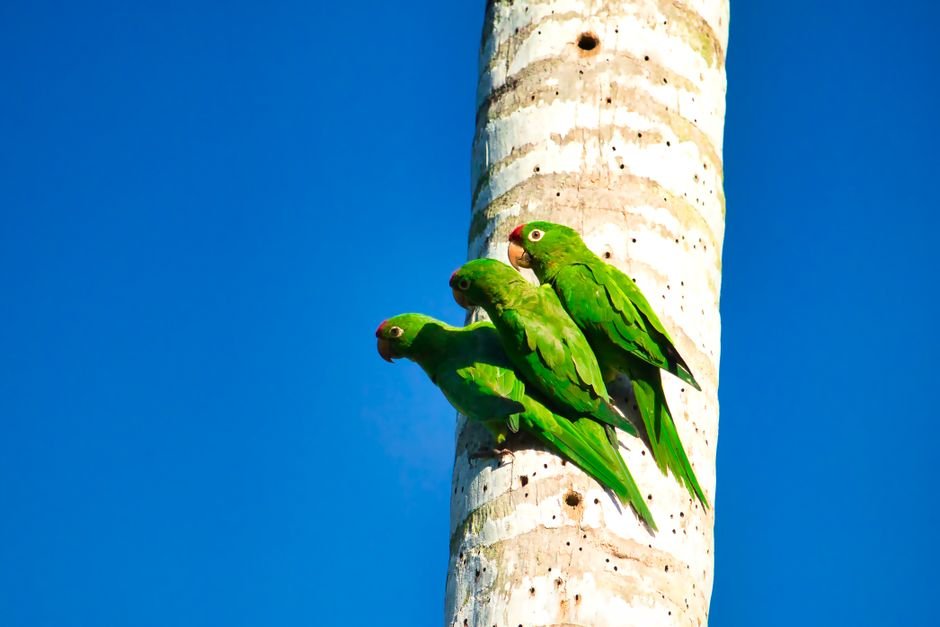 Los ‘duetos de trino’ de los loros centroamericanos ofrecen nuevas perspectivas para las estrategias de conservación