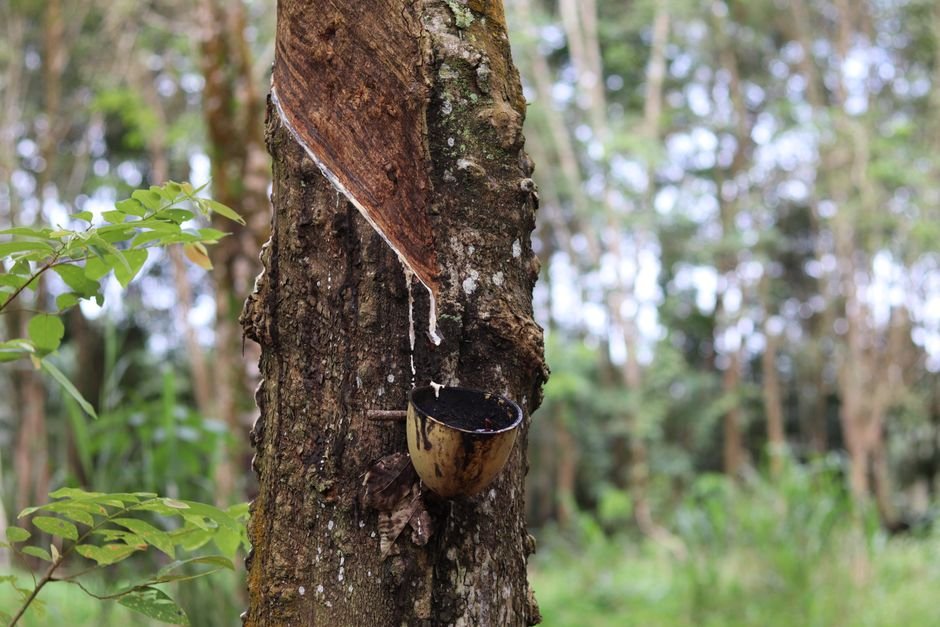 Los pequeños productores de caucho de Tailandia se apresuran a alinearse con las nuevas reglas de deforestación de la UE